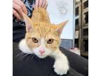 Adopt George Harrison a Orange or Red Domestic Shorthair / Mixed cat in Austin