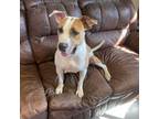 Adopt Loka a Tan/Yellow/Fawn Great Dane / Mixed dog in Ponca City, OK (38494929)