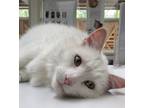 Adopt Romeow Von Whiskerpaws a Domestic Mediumhair / Mixed cat in Duncan