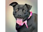 Adopt Barbie a Labrador Retriever / American Pit Bull Terrier / Mixed dog in