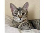 Adopt Michele 4025 a Domestic Shorthair / Mixed cat in Vista, CA (38371255)
