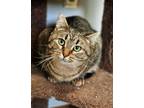 Adopt Hattie a Gray or Blue Domestic Shorthair / Domestic Shorthair / Mixed cat