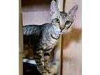 Adopt Braxton a All Black Domestic Shorthair / Domestic Shorthair / Mixed cat in
