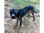 Adopt La Porte a Black American Pit Bull Terrier / Mixed dog in Huntsville