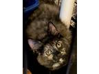 Adopt Delilah a All Black Domestic Mediumhair / Domestic Shorthair / Mixed cat
