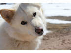 Adopt Aphrodite a White Alaskan Malamute / Mixed Breed (Medium) / Mixed (short