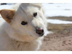 Adopt Aphrodite a White Alaskan Malamute / Mixed dog in Divide, CO (37747571)
