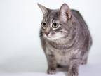 Adopt Nelson a Gray or Blue Domestic Shorthair / Domestic Shorthair / Mixed cat