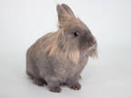 Adopt Sebastian a Red Lionhead / Mixed (short coat) rabbit in Kingston