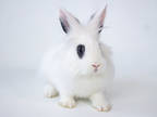 Adopt Panda a White Dwarf / Lionhead / Mixed rabbit in Kingston, ON (38441402)