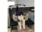 Adopt Sunny a All Black Domestic Shorthair / Domestic Shorthair / Mixed cat in