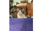 Adopt Puddles a Brown or Chocolate Domestic Shorthair / Domestic Shorthair /