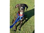 Adopt Sonic a Black Labrador Retriever / Mixed dog in Baton Rouge, LA (38589658)