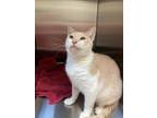 Adopt Cinnamon a Tan or Fawn Domestic Shorthair / Domestic Shorthair / Mixed cat