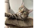 Adopt Rita a Brown or Chocolate Domestic Shorthair / Mixed cat in Waldorf