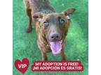 Adopt Sausage a Brown/Chocolate Retriever (Unknown Type) / Mixed dog in