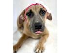 Adopt Esme a Tan/Yellow/Fawn Labrador Retriever / Mixed dog in Picayune