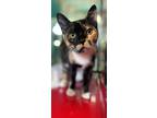 Adopt Jessie a All Black Domestic Shorthair / Domestic Shorthair / Mixed cat in