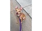 Adopt Reema a Tan/Yellow/Fawn Mixed Breed (Medium) / Mixed dog in Philadelphia
