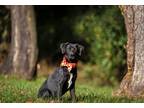 Adopt Marley's Pups Boys a Brindle Labrador Retriever / Catahoula Leopard Dog /