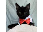 Adopt Derby a All Black Domestic Shorthair (short coat) cat in Jackson