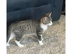 Adopt Boots [CP] a Brown Tabby Domestic Shorthair / Mixed (short coat) cat in