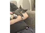 Adopt Christian (& Lamb Chop) [CP] a Gray or Blue (Mostly) Domestic Shorthair /