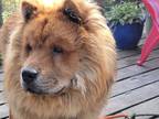 Adopt ZITO a Red/Golden/Orange/Chestnut - with White Chow Chow / Mixed dog in