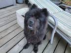 Adopt Julian a Black Chow Chow / Samoyed / Mixed dog in Eastsound, WA (38464886)