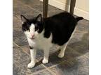 Adopt Cheeto a Black & White or Tuxedo Domestic Shorthair (short coat) cat in