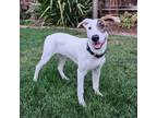 Adopt Seurat a Brindle - with White Shepherd (Unknown Type) / Pit Bull Terrier /