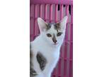Adopt Marianne a Domestic Shorthair (short coat) cat in Ferndale, MI (38327005)