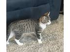 Adopt Boots a Brown Tabby Domestic Shorthair (short coat) cat in Castro Valley
