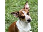 Adopt Amara a Tricolor (Tan/Brown & Black & White) Australian Cattle Dog / Mixed