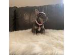 French Bulldog Puppy for sale in Denver, CO, USA