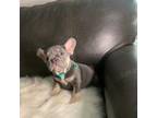 French Bulldog Puppy for sale in Denver, CO, USA