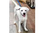 Adopt DRACO a White - with Black Labrador Retriever / Dalmatian / Mixed dog in