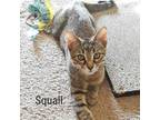 Adopt Squall a Tan or Fawn Domestic Shorthair / Mixed cat in Flower Mound