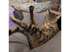 Adopt Advil #pain-reliever-kitten a Brown Tabby Domestic Shorthair / Mixed
