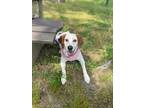 Adopt Guinevere a Beagle / Mixed Breed (Medium) / Mixed dog in Walden
