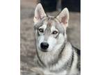 Adopt BALERION a Husky / Mixed dog in Redmond, WA (38400997)