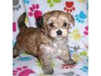 Mutt Puppy for sale in Tucson, AZ, USA