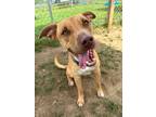 Adopt Clyde a Tan/Yellow/Fawn Pit Bull Terrier / Mixed Breed (Medium) / Mixed