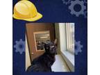 Adopt Zoey a All Black Domestic Shorthair / Mixed cat in St.