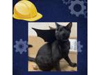 Adopt Viper a All Black Domestic Shorthair / Mixed cat in St.