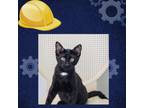 Adopt Tesla a All Black Domestic Shorthair / Mixed cat in St.