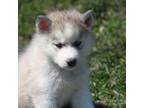 Siberian Husky Puppy for sale in Monticello, WI, USA