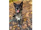 Adopt Sparty a Black - with Gray or Silver German Shepherd Dog / Mixed dog in