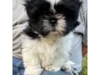 Shih Tzu Puppy for sale in Pauline, SC, USA