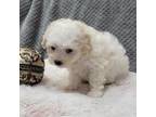 Maltipoo Puppy for sale in Indian Trail, NC, USA